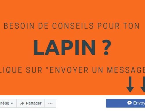 Askovet, une startup pionnière dans l’utilisation des chatbots dans le milieu vétérinaire