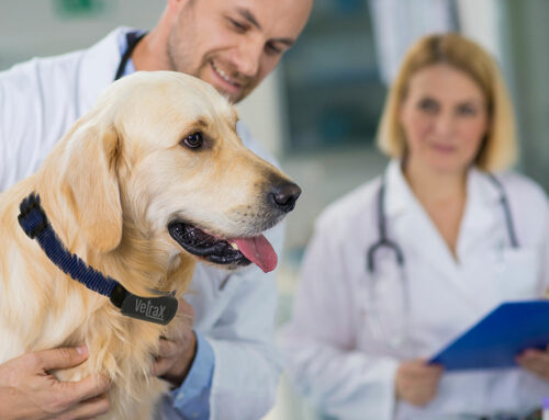 Vetrax Hill’s Smartcare – un collier connecté servant de dispositif médical