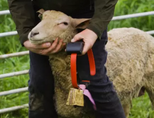 1000 moutons connectés dans un projet pilote