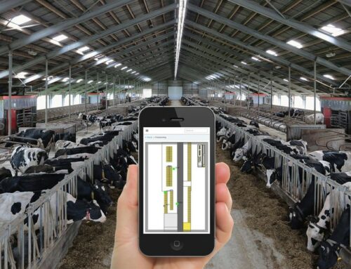Localiser les vaches dans un grand troupeau
