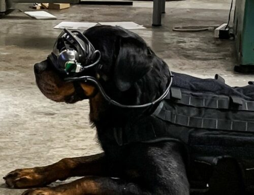 Des lunettes de réalité augmentée pour diriger les chiens de travail militaires