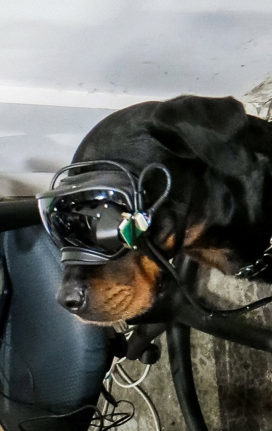 lunettes réalité augmentée chien