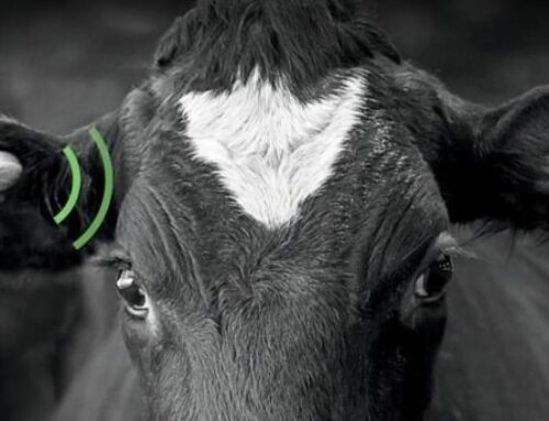 Surveiller le mouvement des oreilles des vaches