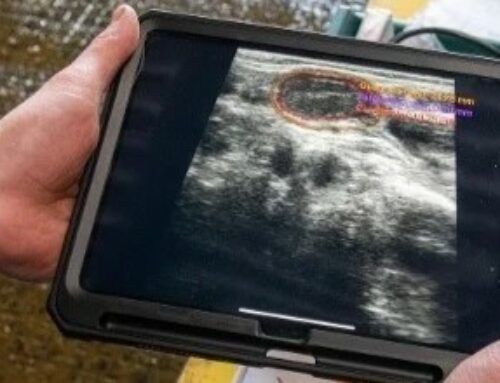 BovIntel, l’IA au service de l’échographie vétérinaire bovine