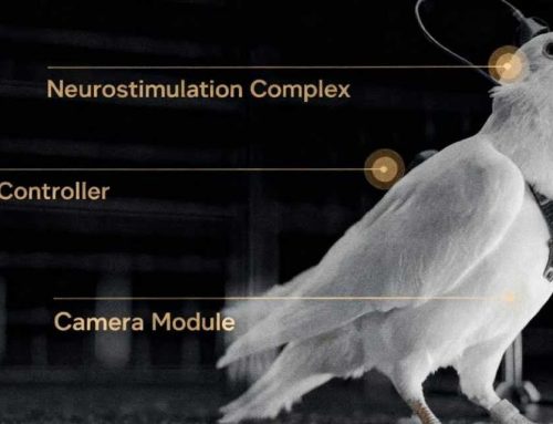 Pigeons “biodrones” : quand les neurosciences militaires rencontrent la médecine animale