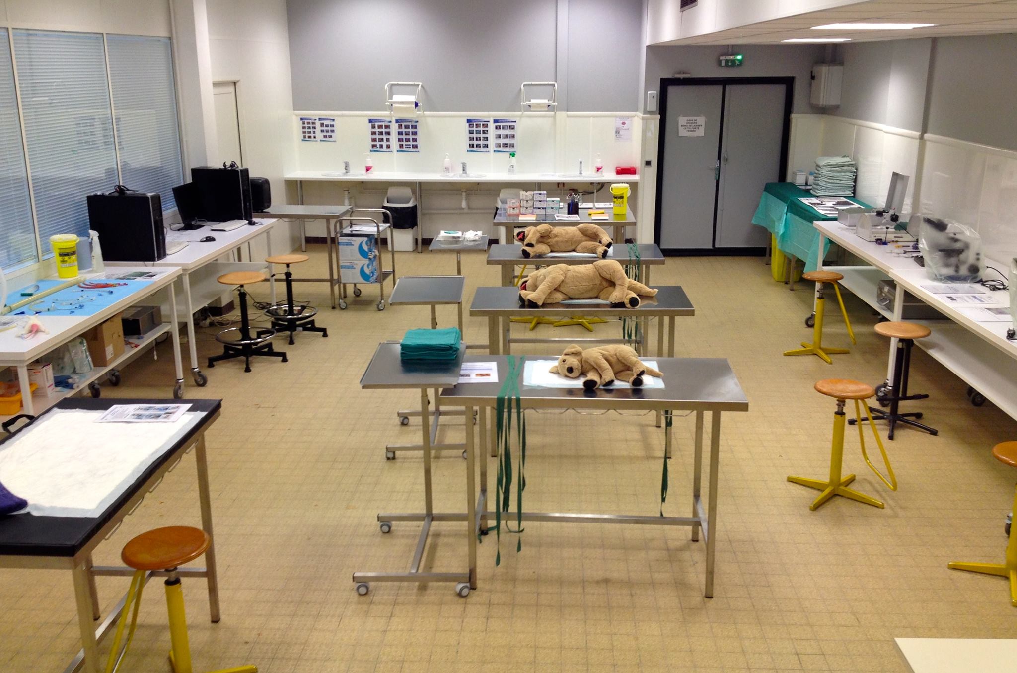 14691173_195700250868218_3874953452984764686_o Virtual Vet