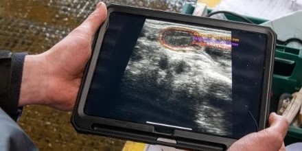 BovIntel, l’IA au service de l’échographie vétérinaire bovine